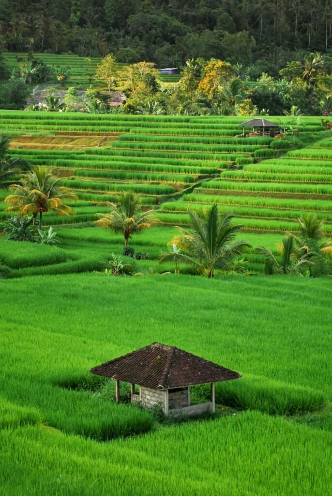 International Driving Permit Indonesia